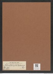 Asterolampra dallasiana Grev. (de-Toni-Nr.: Genus 235, Species 5664) Zeichnungen Sammlung Grunow Mappe 05223 (Herbarium_W_Grunow_drawings_Folder_05223)